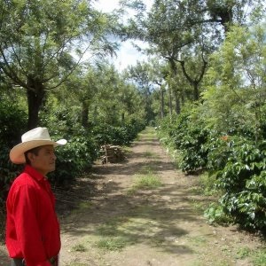 グァテマラ/ アンティグア　フェリシダー農園