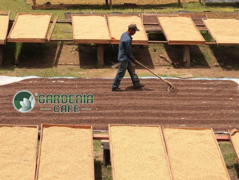 グアテマラ／ガルデニア農園　パカマラ　アナエロNT