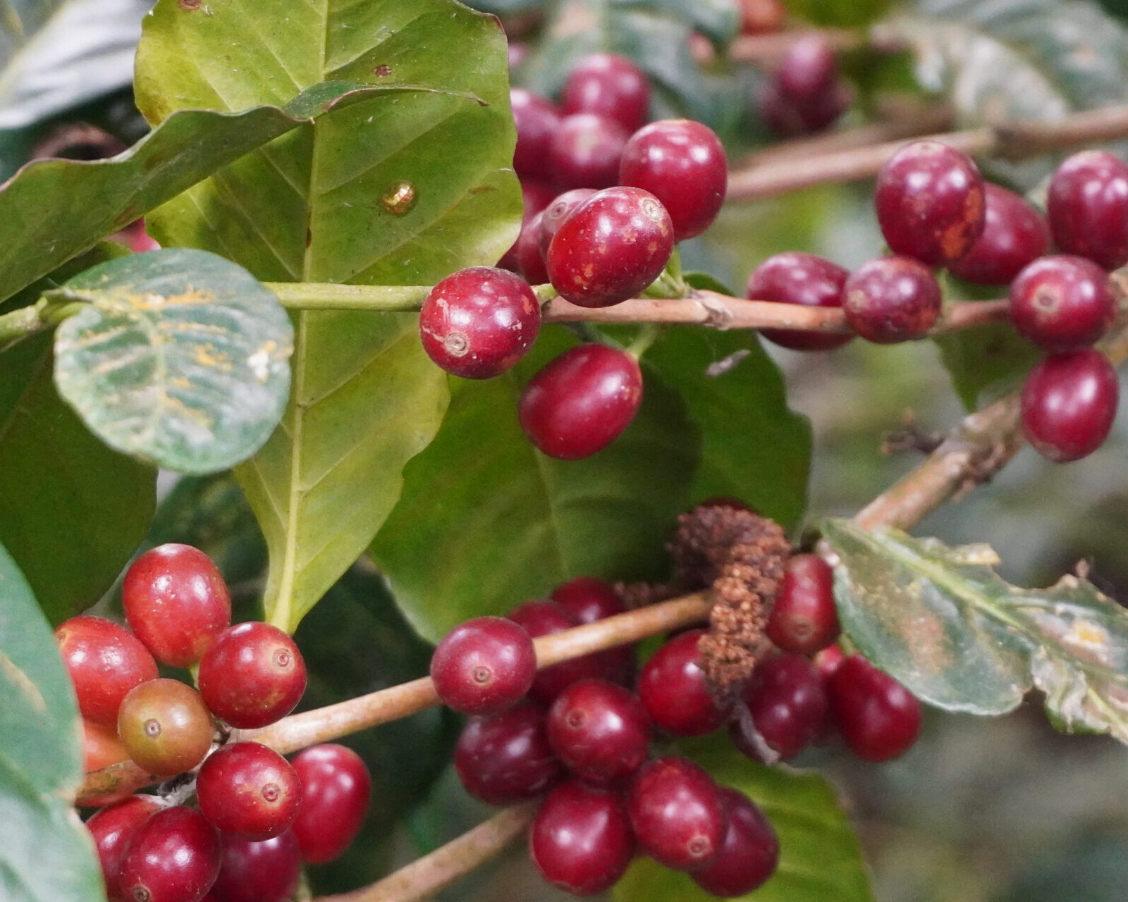 エルサルバドル／ディビナ・プロビデンシア農園　ゲイシャ　FW