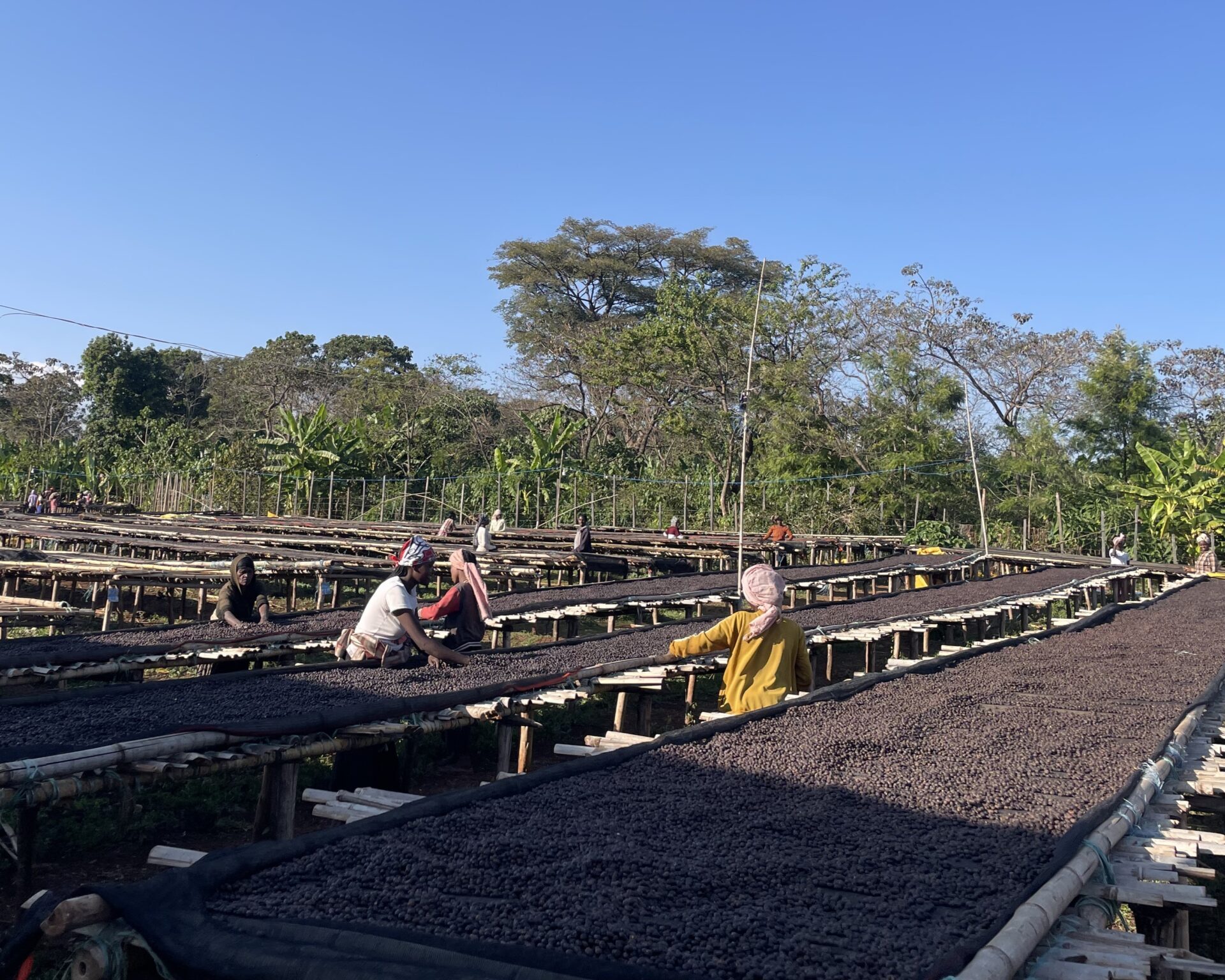 <業務用> エチオピア/シダマ G3 カルモコーヒー NT