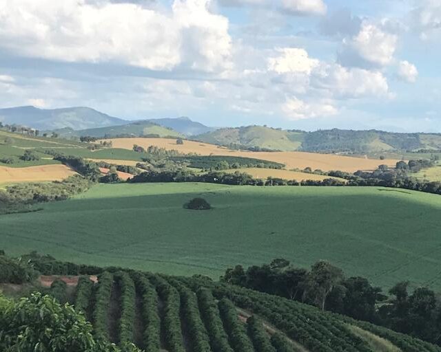 ブラジル／サンタ　クララ農園　イエロートパージオ　NT