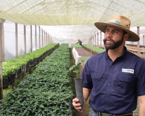 グアテマラ／アグア　ティビア農園　ルメスーダン　カティモール　Ｈ１　NT