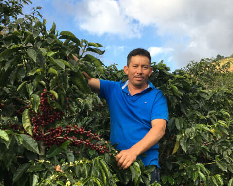 ホンジュラス／バニャデロス農園　カトゥアイ　FW