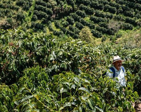 グアテマラ／ラ・マラヴィージャ農園　カトゥーラ・パチェ　FW