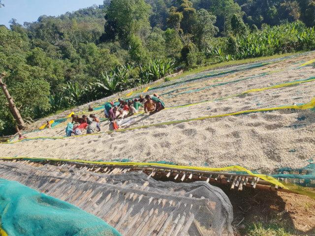 エチオピア／グジ　ウラガ　タベ・ブルカ　NT