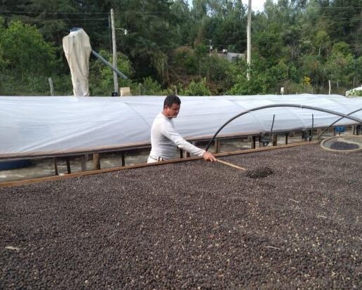 ブラジル／シティオ・ダ・ペドラ・ブランカ農園　アララ　NT