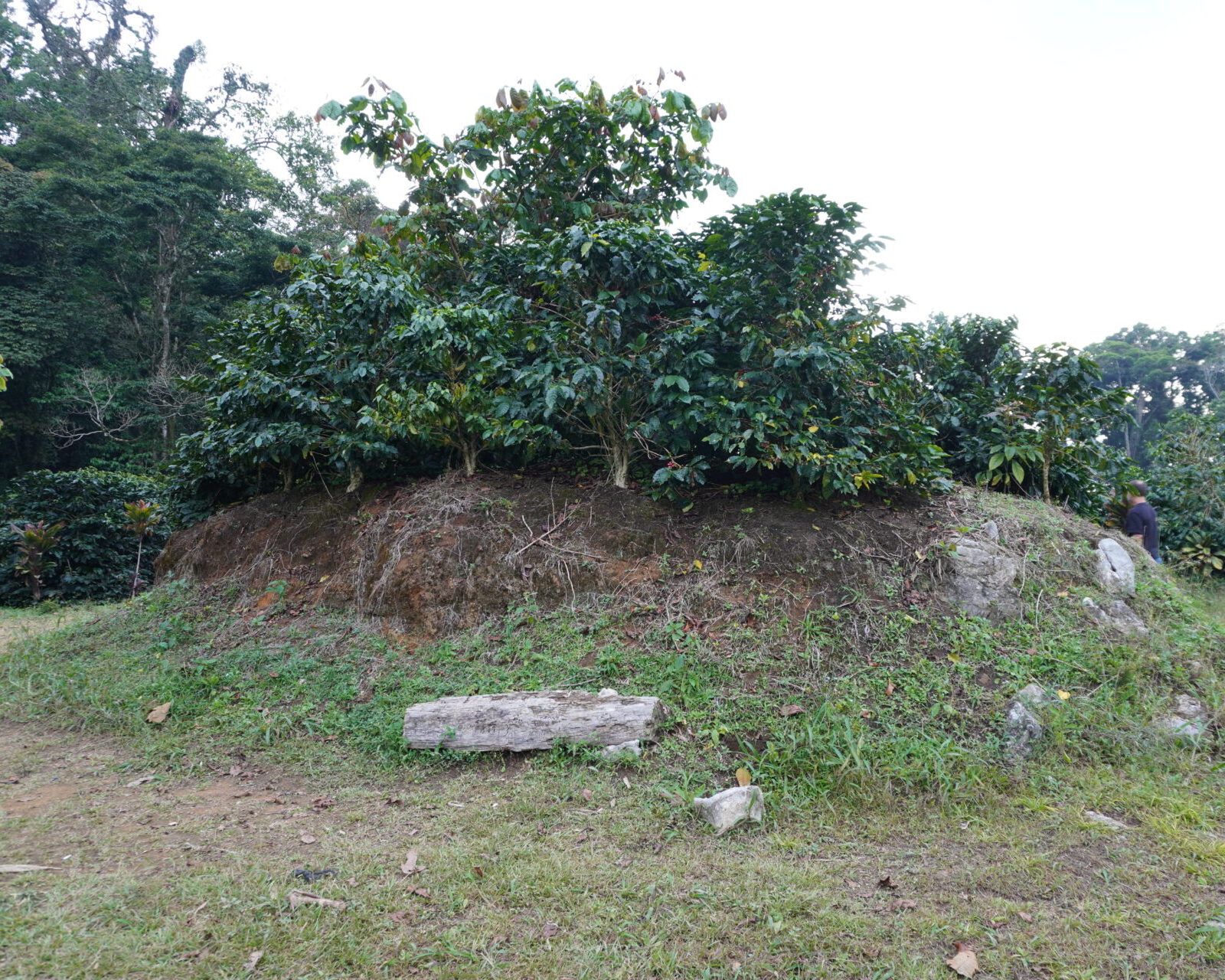 ホンジュラス／エル　パステル農園　ブレンド　アナエロW