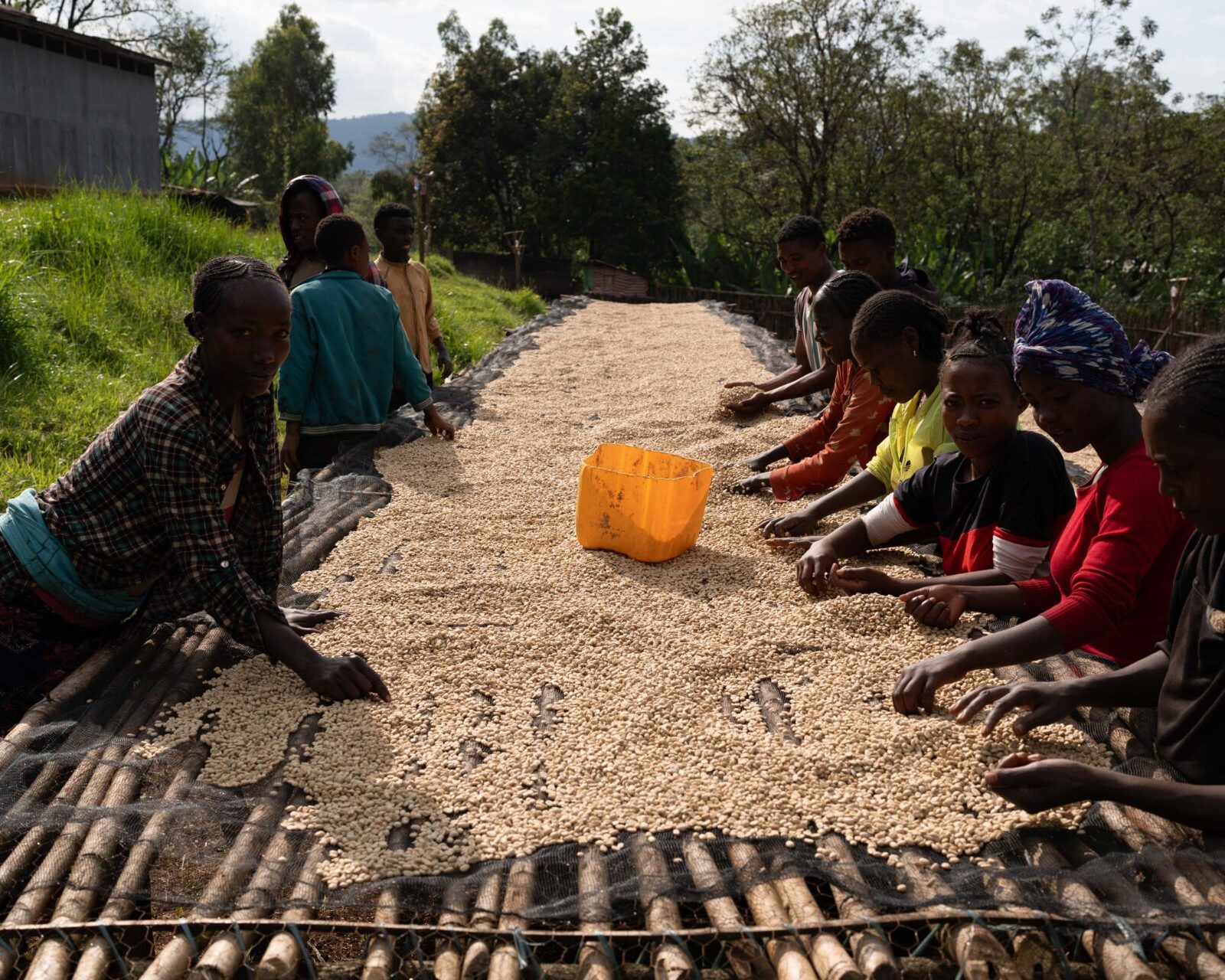 エチオピア／イルガチェフェ　バンコゴチチ　FW