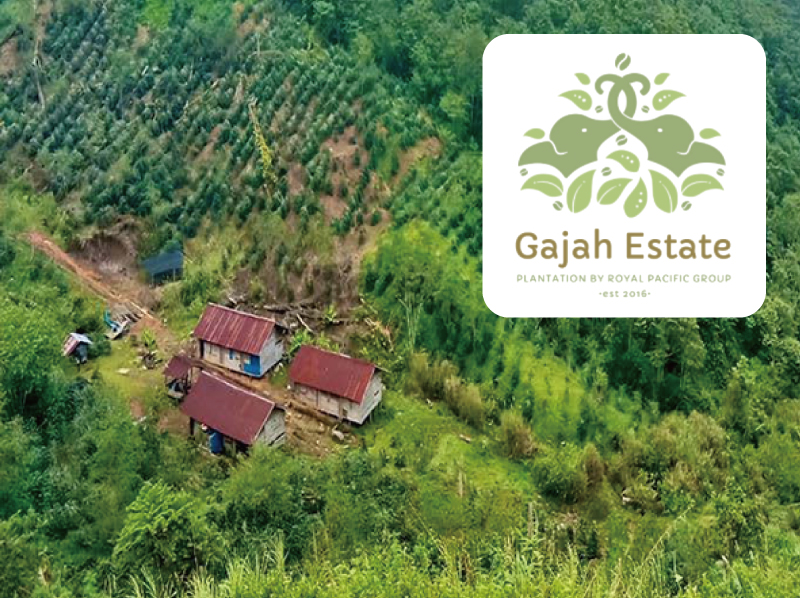 インドネシア／アチェ　マンデリン　ガジャ農園　ビッグワン