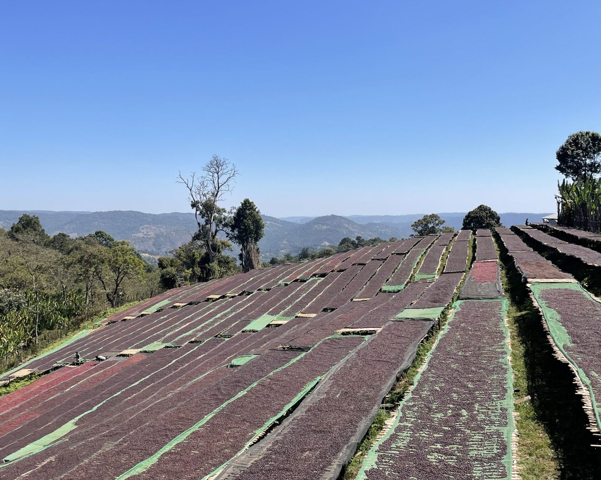 エチオピア／グジ　ウラガ　ハワタ　NT