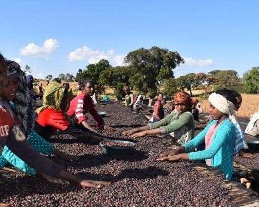 エチオピア／グジ　G1　UW