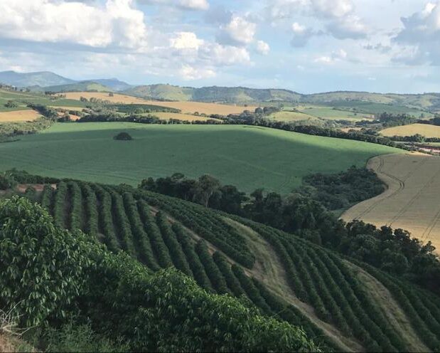 ブラジル／サンタ　クララ農園　YB　NT　ファーメンティド