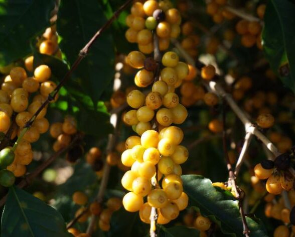 ブラジル／シティオ・バイシャダン農園　Yカトゥアイ　NT