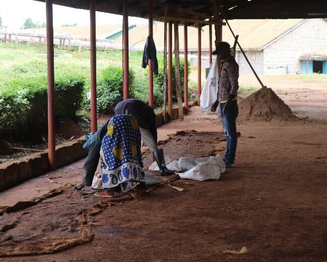 ケニア／ギチャタイニ　コーヒーファクトリー　FW