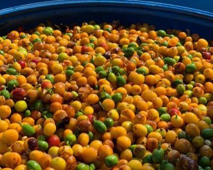 ブラジル／サンタ　クララ農園　YB　NT　ファーメンティド