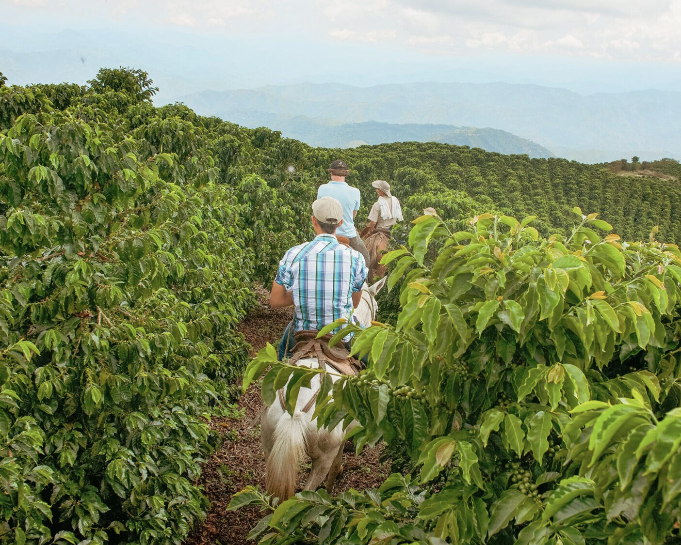 コロンビア／ラス・ペルリタス　ピンクブルボン　FW
