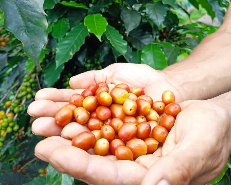 コロンビア／ラス・ペルリタス　ピンクブルボン　FW