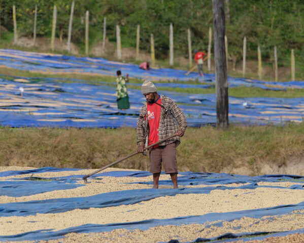 パプアニューギニア／ボカ農園　FW