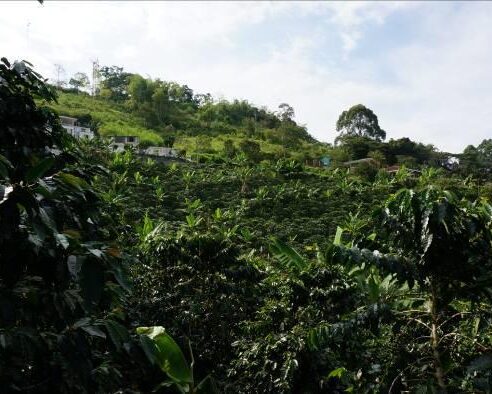 コロンビア／ウィラ　パレスティナ　FW