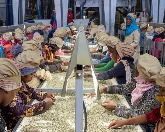 エチオピア／ウエスト　アルシ　ゴロルチャWS　FW